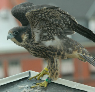 Falcon photo #no sale